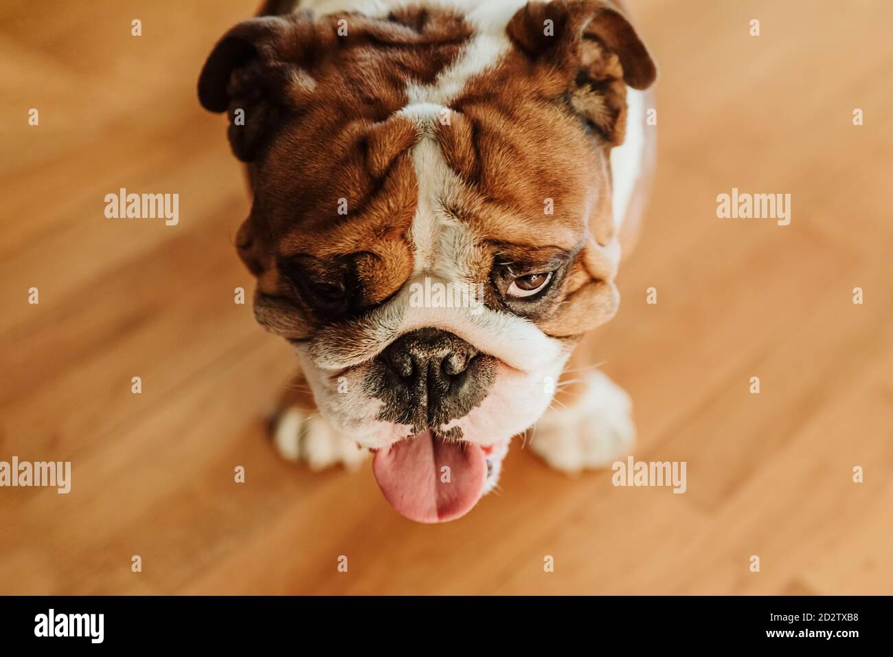 Da sopra di carino puerbred marrone e puppy bianco di Bulldog inglese con lingua fuori in piedi su pavimento di legno Foto Stock