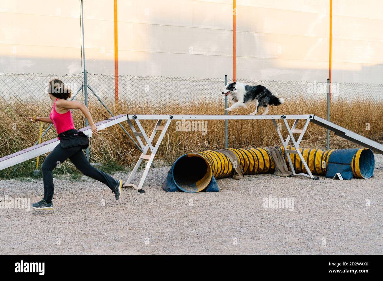 Obbediente purebred Border Collie cane che corre durante l'allenamento di agilità con istruttore femminile non riconoscibile Foto Stock