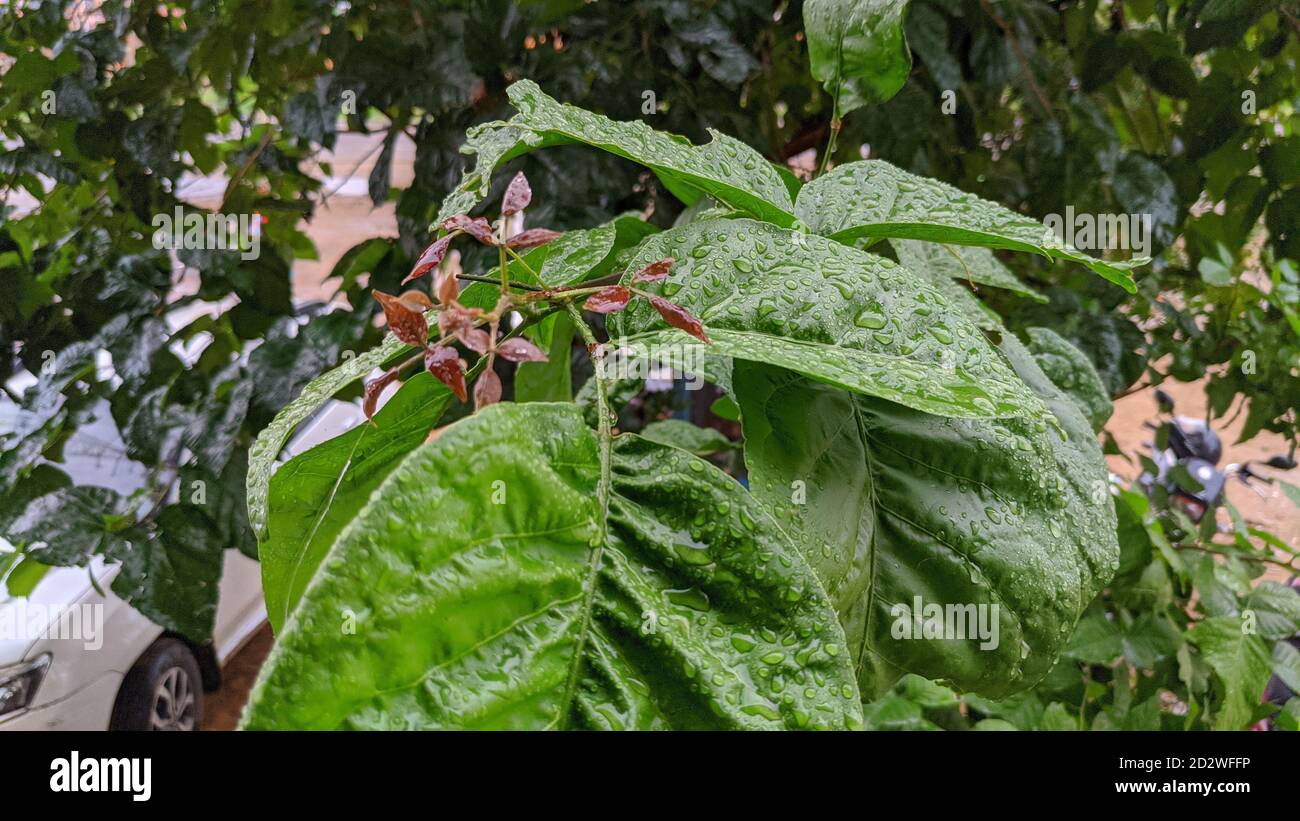 Foglia di betello verde a forma di cuore. Foglia commestibile del subcontinente indiano. Deodorante per bocca Paan dolce. Abitudine alimentare Foto Stock