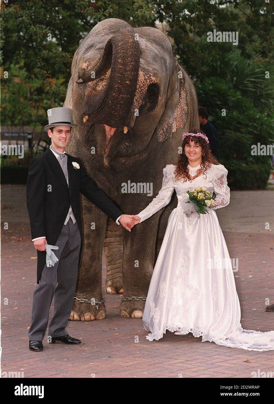 Simon e Dawn Mannali, entrambi dipendenti dello zoo di Londra, ricreano la loro giornata di nozze con un elefante chiamato Dilberta il giorno in cui lo zoo di Londra ha ricevuto la licenza completa per le cerimonie di matrimonio che si svolgono in varie località del sito. * sempre un luogo per ricevimenti, lo zoo può ospitare 200 persone per matrimoni di natura decisamente animalistica. 31/10/01 London Zoo ha detto che è quello di porre fine a una tradizione di 170 anni e spostare i suoi elefanti fuori dalla capitale. L'annuncio viene dopo che un elefante allo zoo ha schiacciato un operaio a morte. L'animale e le altre due donne asiatiche dello zoo Foto Stock