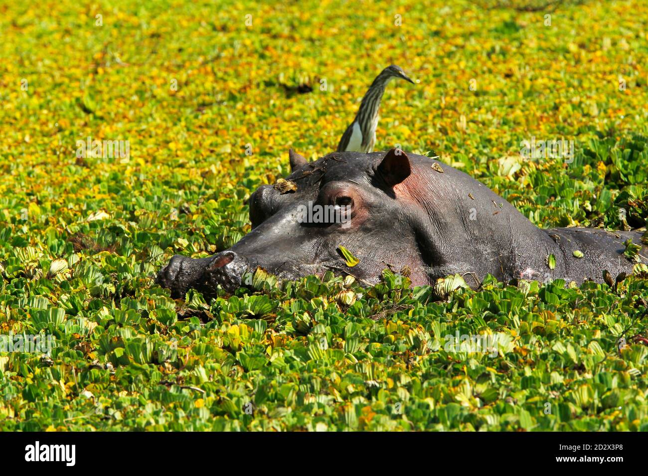 Ippopotamo, ippopotamo anfibio, adulto in piedi nella palude piena Di Acqua Lettuce, Masai Mara Park in Kenya Foto Stock