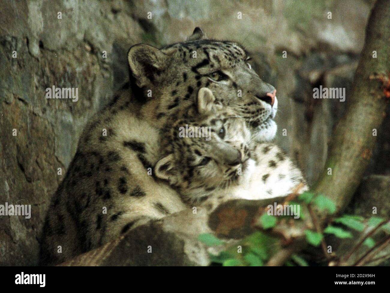 'ayan' un cucciolo di leopardo di neve, nato il 25 maggio di quest'anno allo Zoo di Edimburgo, con sua madre Misha. I leopardi della neve sono nativi dell'Asia centrale, una volta trovati ampiamente in Cina e in Mongolia, ma il loro numero è ora molto basso in natura, a causa di una caccia eccessiva per il commercio di pellicce. Foto di Chris Bacon/PA Foto Stock