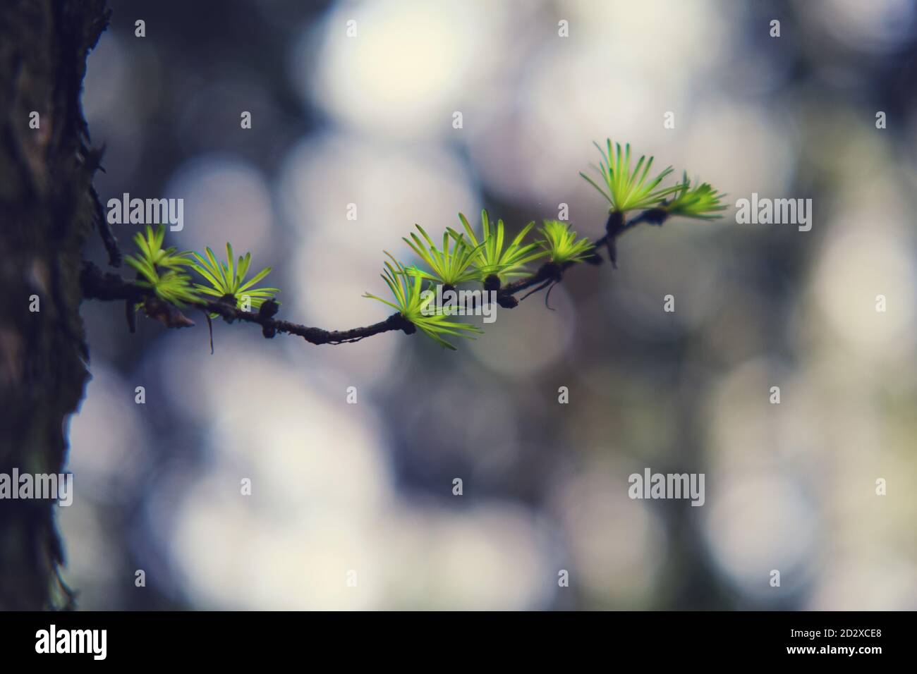 Un ramo con foglie verdi fiorite all'inizio della primavera, copia spazio Foto Stock