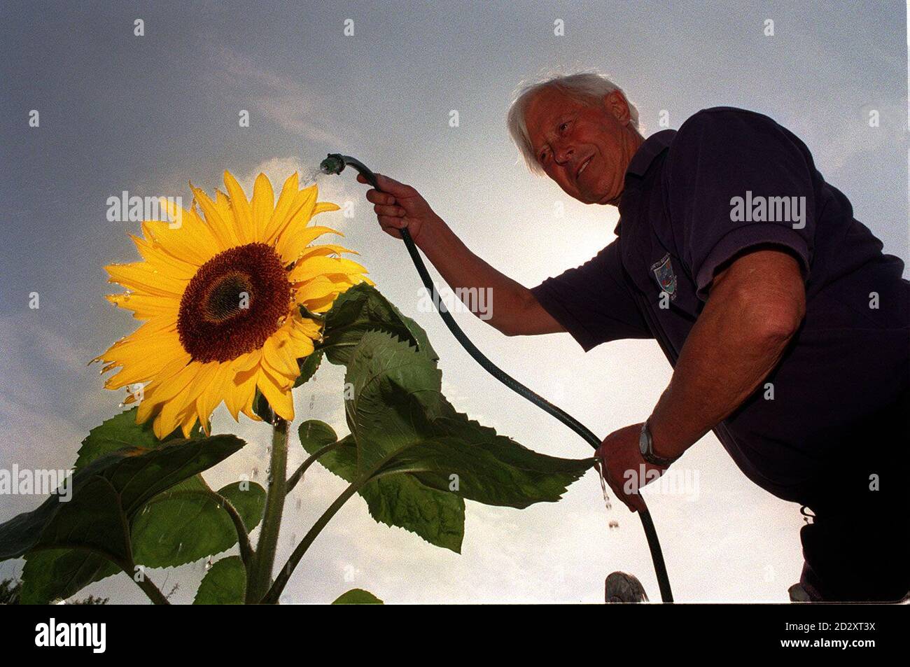 Peter Ellis, da Bath, infonderà oggi un gigantesco Sun Flower a Chelsea (venerdì), in corsa fino al Flower Show, che inizia la prossima settimana. Foto di David Cheskin. Foto Stock