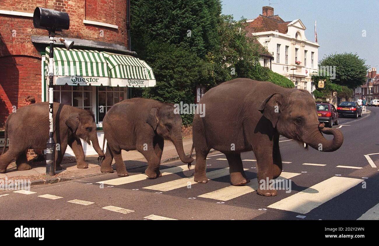 Raja (sinistra, 3 anni), Damani (3 anni) e Chandrika (5 anni) i tre elefanti asiatici del Woburn Safari Park oggi (martedì) camminano attraverso il villaggio di Woburn per la prima volta. Si sono fatti felicemente al sole per raccogliere fondi da Woburn High Street, per la Fauna e Flora International Charity che aiutano l'elefante asiatico in pericolo. Foto di Fiona Hanson/PA. Vedi PA Story ANIMALI elefanti. Foto Stock