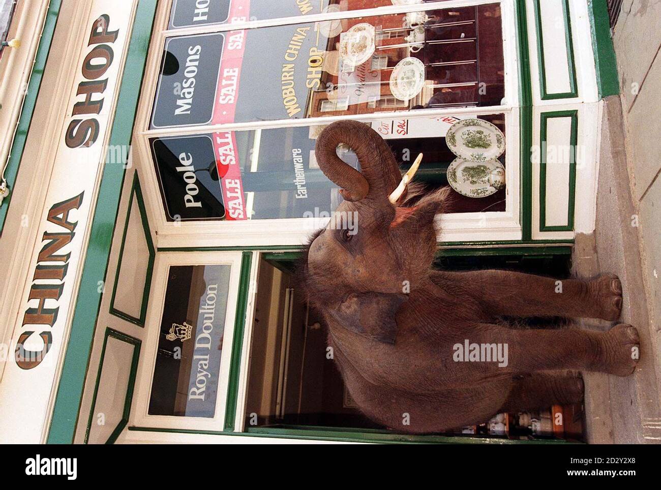 Raja (3 anni), uno dei tre piccoli elefanti del Woburn Safari Park oggi (martedì) ha sostenuto la sua massa di 850 kg in un negozio di woburn china mentre lui e i suoi due amici, Chandrika (5) e Damini (3) sono andati per una passeggiata lungo Woburn High Street per la prima volta. I tre elefanti fanno parte di un programma europeo di allevamento e oggi hanno voluto contribuire a raccogliere fondi per la beneficenza Fauna e Flora International. Foto di Fiona Hanson/PA. Vedi PA Story ANIMALI elefanti. Foto Stock