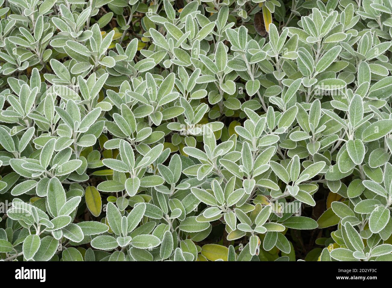 Brachyglottis grayi, chiamato anche Senecio grayi, con il nome comune Daisy Bush. Un arbusto con foglie grigie coperte in ottobre o in autunno. Foto Stock