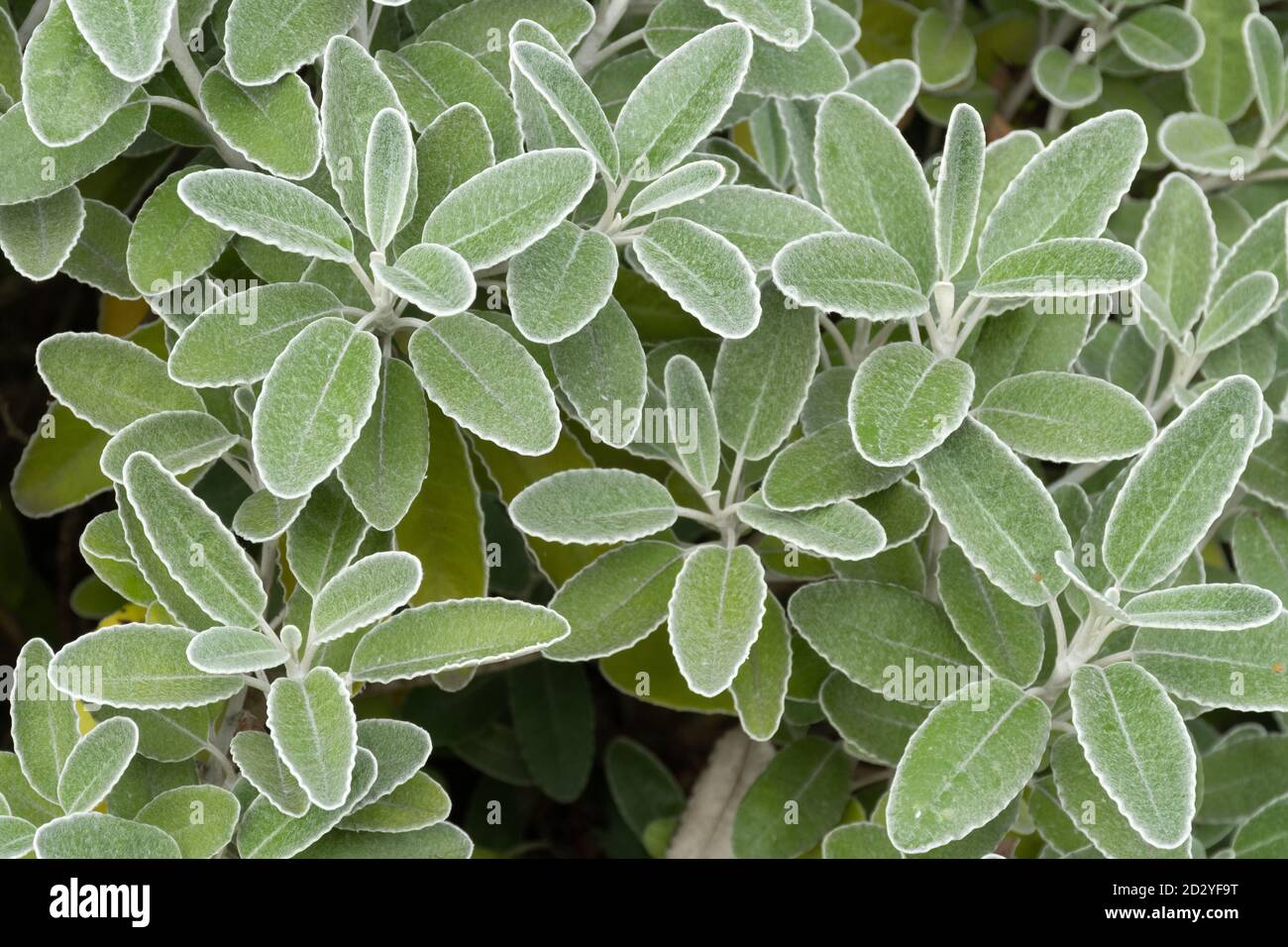 Brachyglottis grayi, chiamato anche Senecio grayi, con il nome comune Daisy Bush. Un arbusto con foglie grigie coperte in ottobre o in autunno. Foto Stock