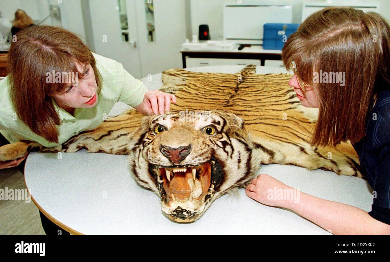 Tappeto di pelle di tigre immagini e fotografie stock ad alta risoluzione -  Alamy