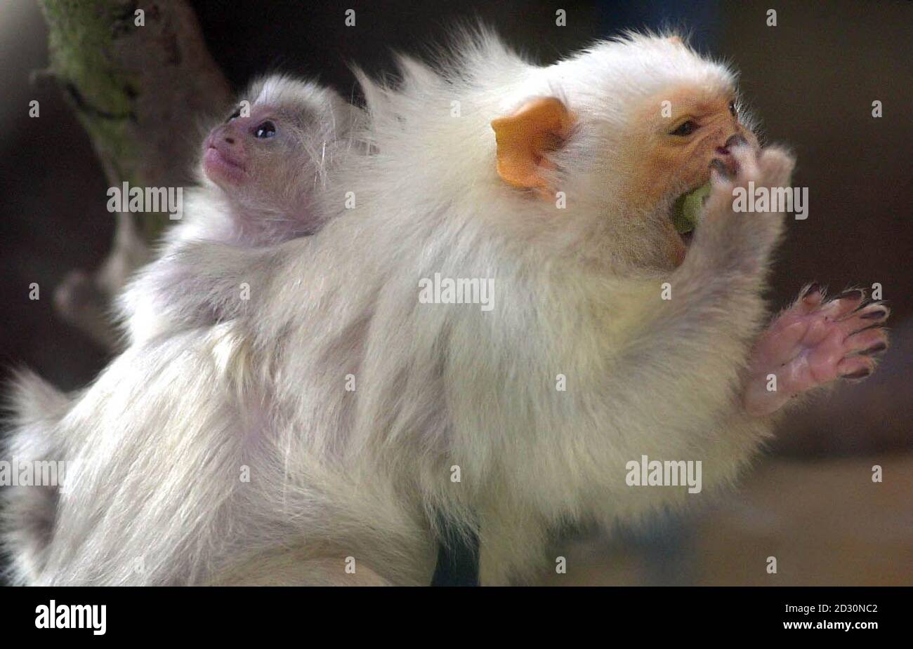 Un bambino di marmoset argenteo di tre settimane si aggrappa alla schiena del padre al Whipsnade Wild Animal Park nel Bedfordshire. Nata alla fine di gennaio, questa è la coppia quarto bambino. *mentre la madre nutre il bambino, il padre e gli altri membri della famiglia trasportano e puliscono il bambino. Foto Stock