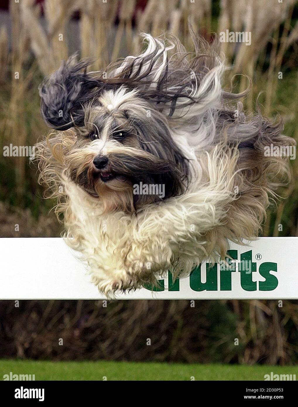 Una buona giornata di capelli per Tibby il Tibetan Terrier come egli vola in Crufts Dog show che apre al NEC, Birmingham. Tibby il cane stunt, membro del programma Good Citizen Dog, mostrerà i suoi trucchi durante lo spettacolo di quattro giorni. * la crociera è aperta dal 9 al 12 marzo 2000. Foto Stock