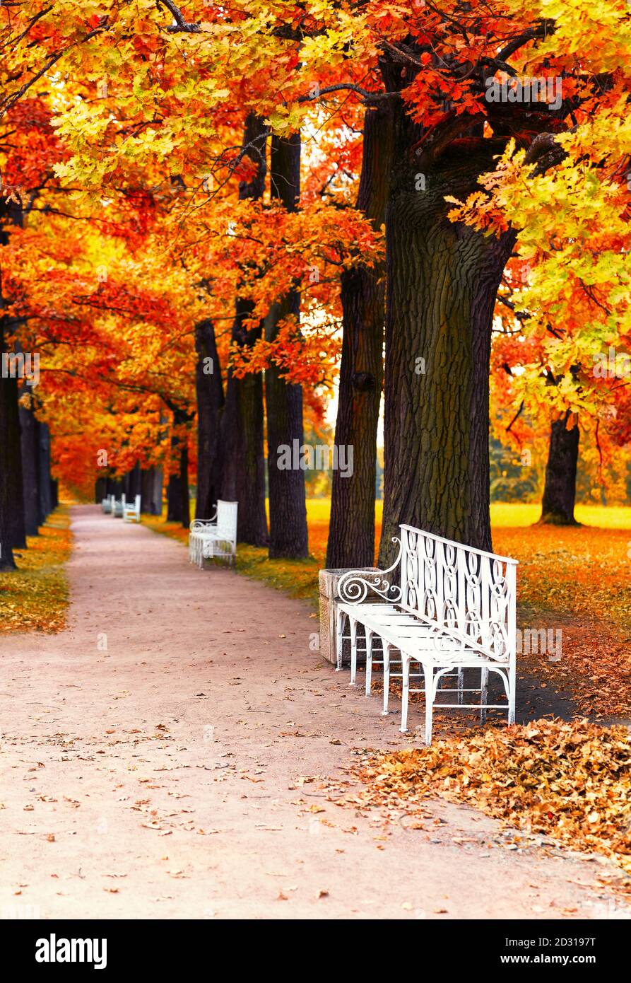 Panchina bianca nel parco autunnale sotto colorati alberi autunnali con foglie dorate. Splendido sfondo autunno. Foto Stock