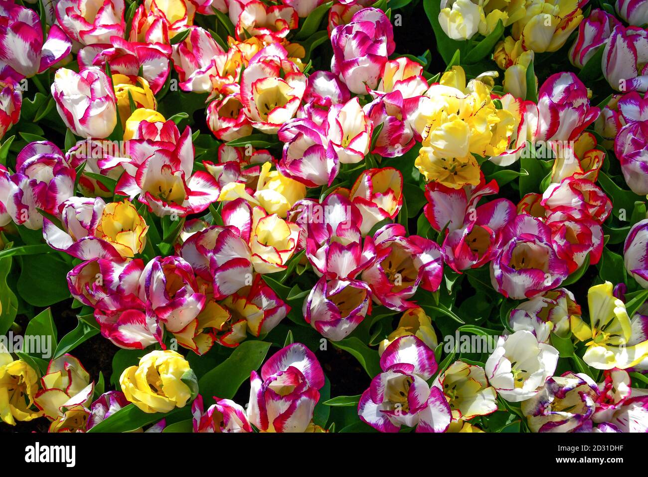 prato di tulipani di colore rosa, giallo, rosso, viola Foto Stock
