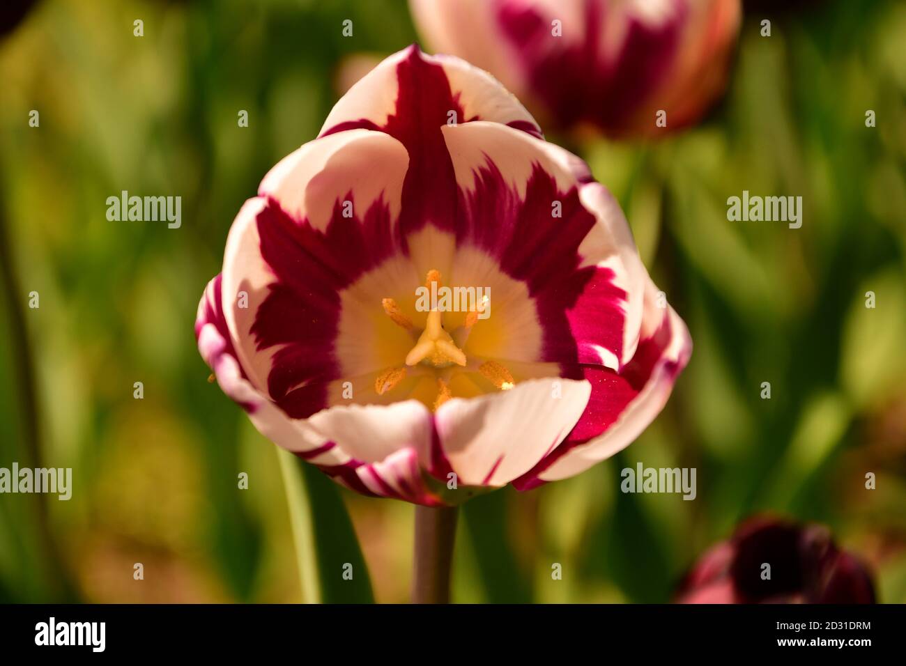 pistil di tulipano rosso e bianco Foto Stock
