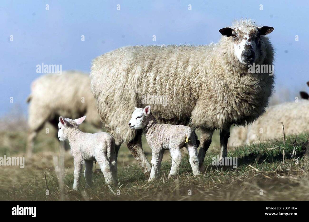 Pecore che pascolano nei campi con i loro agnelli nel Northumberland. Il ministro dell'agricoltura Nick Brown ha rivelato che fino a 500,000 pecore dovute all'inizio degli agnelli potrebbero essere abbattute. * gli animali, attualmente tenuti nei quartieri invernali, dovranno essere spostati per motivi di benessere e per liberare spazio per i bovini durante la primavera. Ma il loro trasporto in altre aziende potrebbe creare un rischio inaccettabile di infettare altri siti, ha affermato. Foto Stock