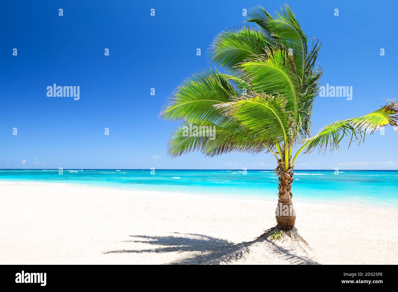 Palme da cocco contro il cielo blu e la bellissima spiaggia di Punta Cana, Repubblica Dominicana. Sfondo vacanze. Vista sulla bella tropica Foto Stock