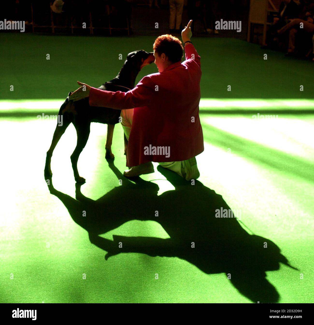 Un Doberman riceve le istruzioni durante la valutazione all'inizio di Crufts, la più grande e prestigiosa mostra canina del mondo, che si svolge presso il National Exhibition Centre, a Birmingham. *..., e si prevede di attirare più di 21,000 cani, 15,000 proprietari e 120,000 visitatori. Si prevede che più di 170 razze diverse gareggeranno per il titolo migliore in mostra di quest'anno, che verrà assegnato domenica. Foto Stock