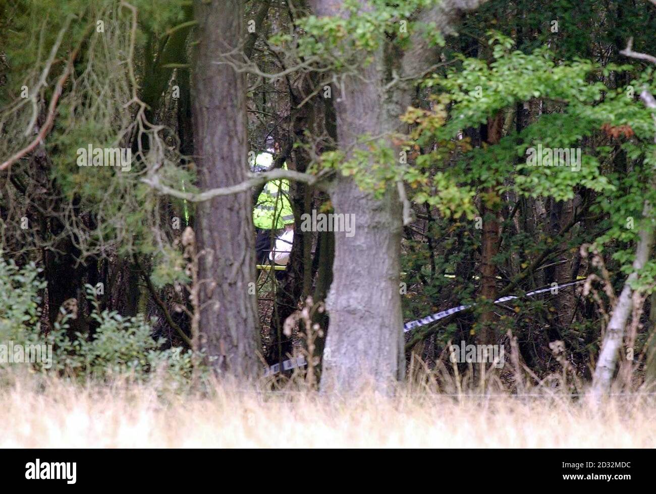 La polizia continua la sua indagine nella foresta di Yateley Heath, vicino alla flotta in Hampshire dopo che i resti umani sono stati trovati dai membri del pubblico. Foto Stock