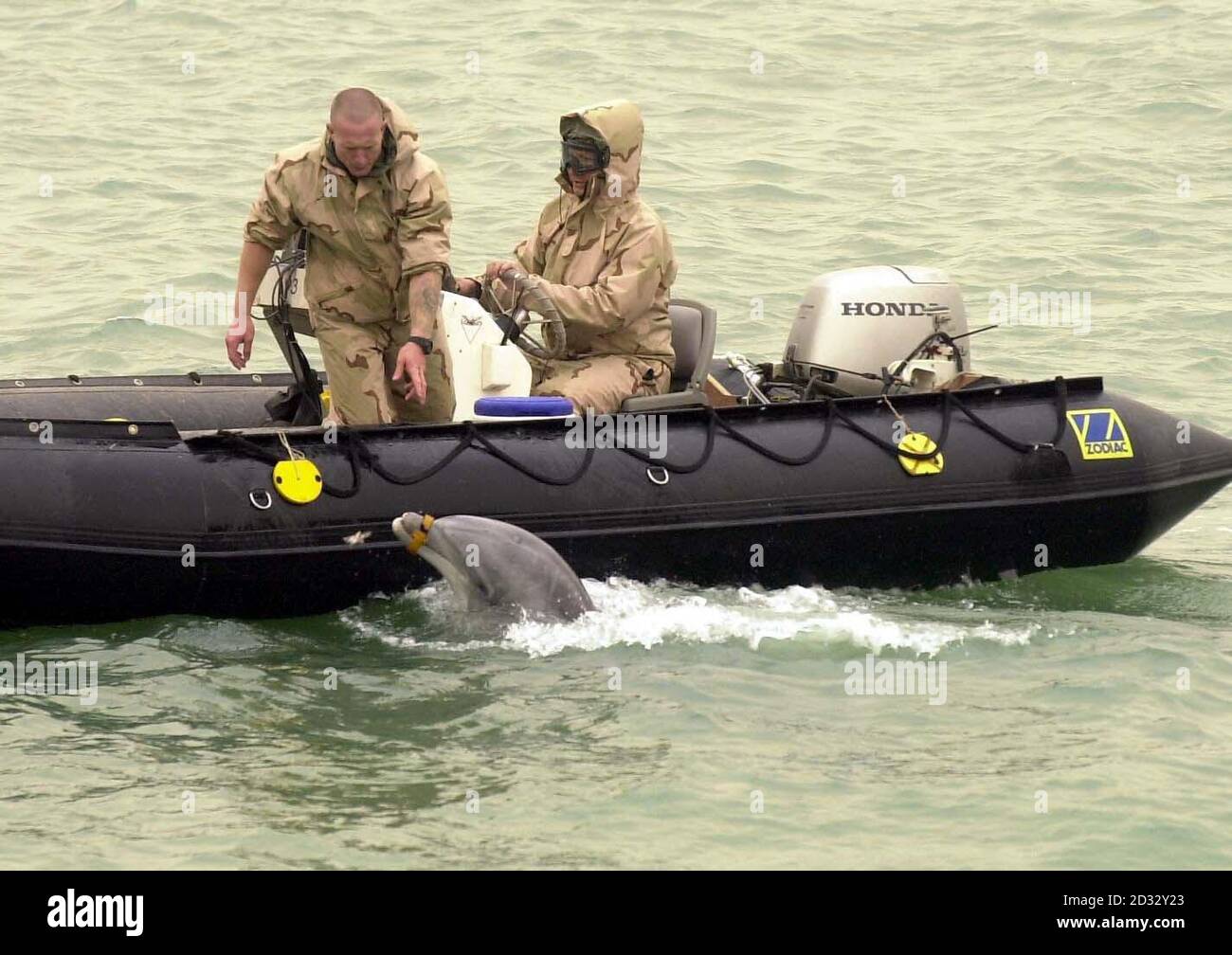 Il personale di servizio americano lavora con uno dei delfini che sta utilizzando nelle acque intorno al porto iracheno di Umm QSAR per individuare le mine. Il porto sarà utilizzato come testa di ponte per portare aiuti umanitari. Foto Stock