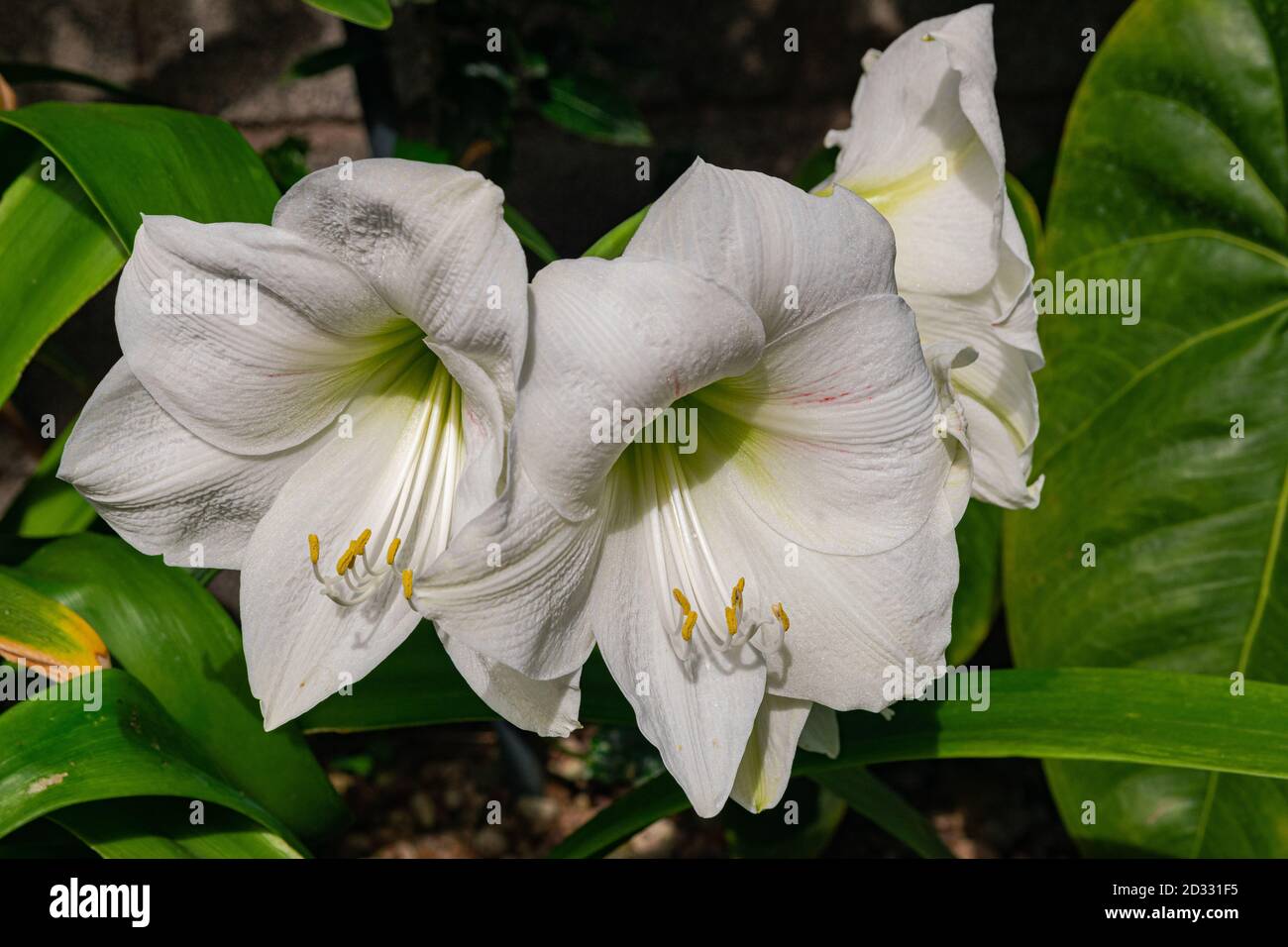 Fiori bianchi di amaryllis in fiore, con sfondo verde foglie Foto Stock