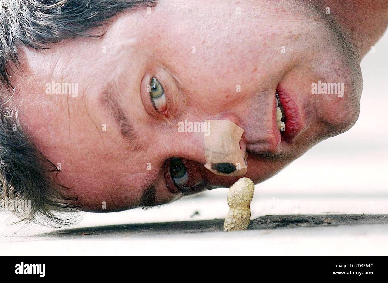 Mark McGowan, un artista di 37 anni di Peckham, a sud-est di Londra, arriva fuori dal n.10 Downing Street. Un uomo che protestava contro il debito degli studenti ha completato oggi la bizzarra stunt di rotolare una scimmia noci sette miglia a Downing Street usando solo il suo naso. Strisciando sulle mani e sulle ginocchia, il sig. McGowan ha fatto rotolare il dado sopra un marciapiede e sui gradini alla famosa porta nera del numero 10. Ha iniziato il suo viaggio al Goldsmiths College nel sud-est di Londra il 1 settembre, e ha coperto circa tre quarti di miglio al giorno, lavorando in burst di otto ore. Il sig. McGowan ha consegnato il dado al numero 10, lungo wi Foto Stock