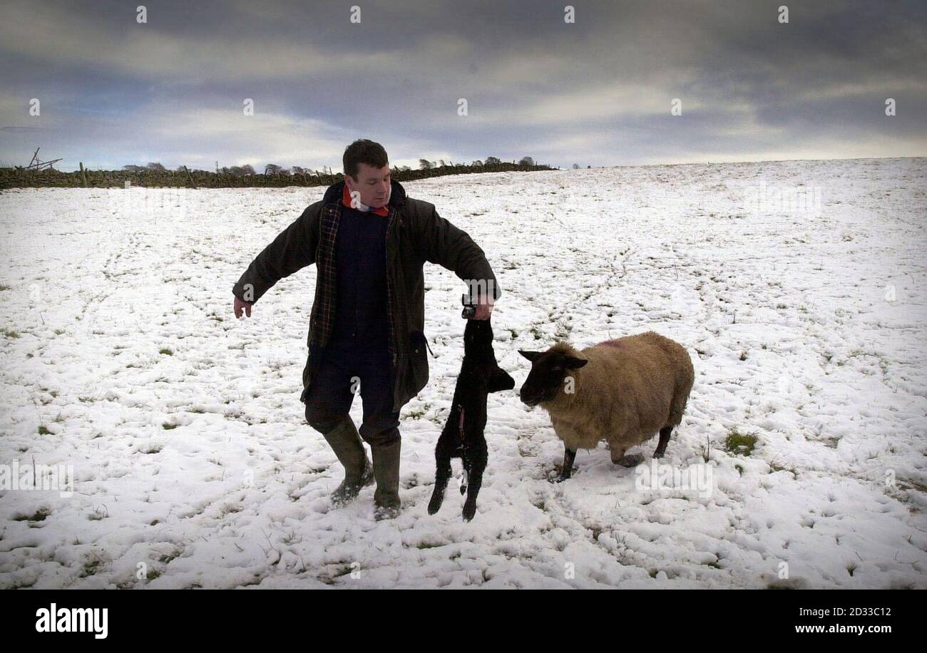 Il contadino Richard McGlashan della Kinburn Farm di Greenloaning vicino a Braco porta questo nuovo agnello bambino fuori dalle colline, perché ha solo poche ore di età, come la Scozia è stata colpita con la notte neve, a Sherrifmuir. Foto Stock