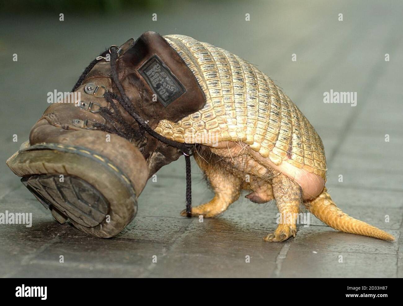 Heather, una giovane donna Hairy Armadillo, viene presentata allo Zoo di Londra. Gli armadillos sono gli unici mammiferi ad avere una conchiglia e sono notturni, nutrendo su una vasta gamma di alimenti, dai piccoli insetti alle piante. Lo zoo di Londra spera di far collaborare Heather con un compagno nel prossimo futuro, in modo da poter entrare a far parte del programma europeo di allevamento di specie in via di estinzione. Foto Stock