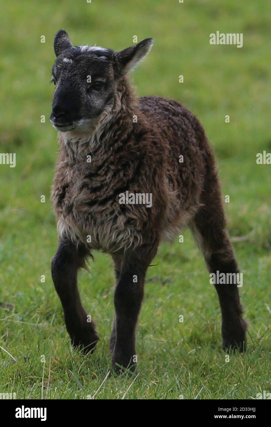 Il Geep (una razza a croce di una capra e di una pecora), ancora senza nome, con la madre nella fattoria di Paddy Murphy a Ballymore Eustace, Co Kildare. Foto Stock