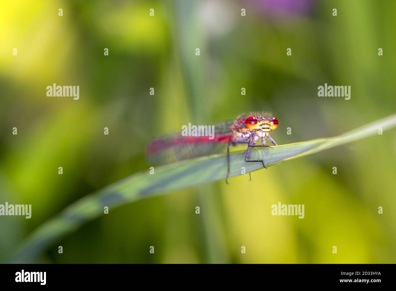 La grande damselfly rossa, Pyrhosoma nymphula, è una specie di damselflies appartenente alla famiglia dei Coenagridiidae Foto Stock