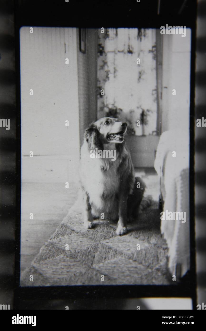 Fine 1970 vintage fotografia in bianco e nero di un cane super carino seduta e l'ascolto di ogni parola che viene detto. Foto Stock
