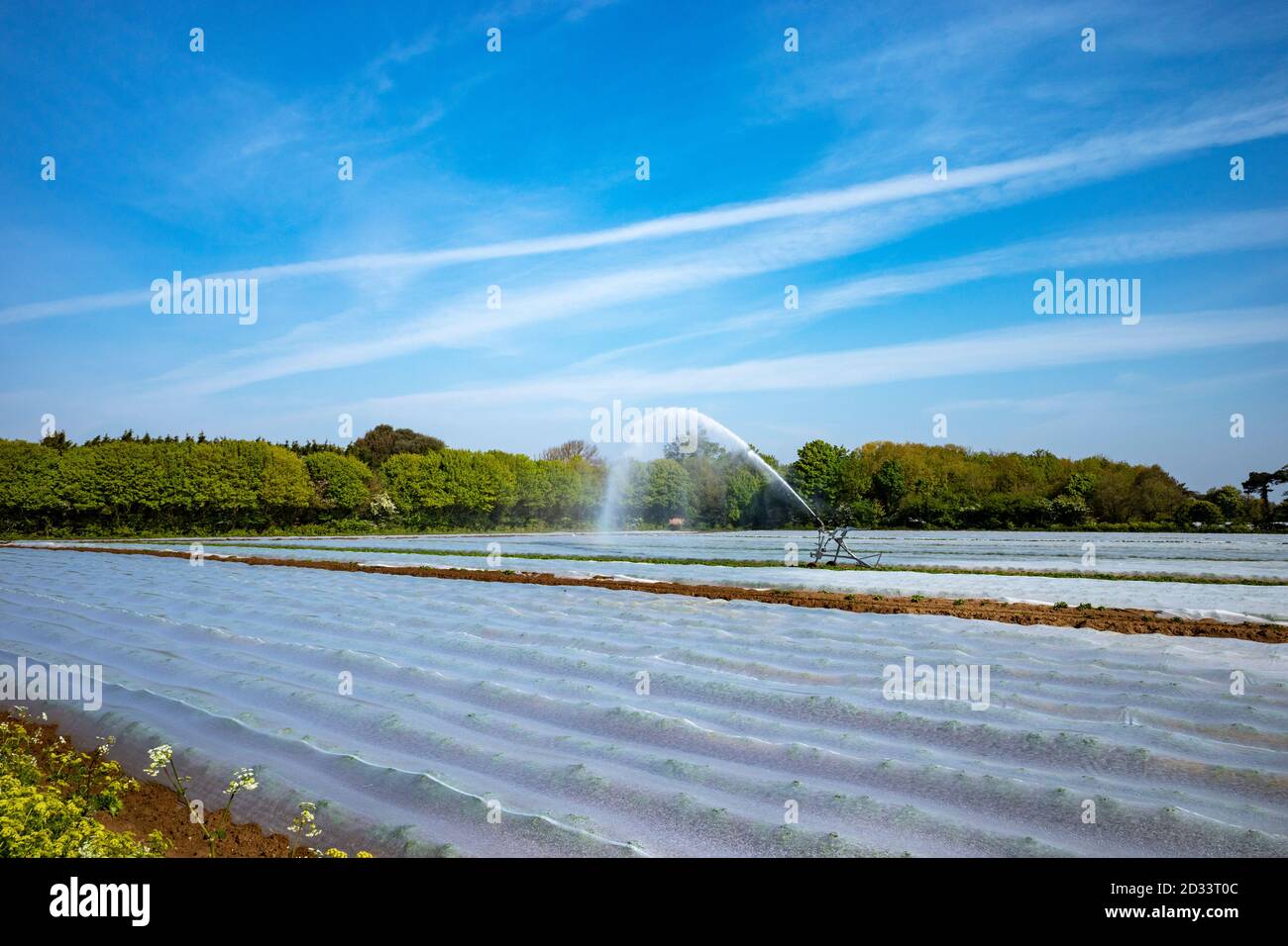 Il raccolto di patate crescente sotto il vello Foto Stock Il raccolto di patate crescente sotto il vello Foto Stock