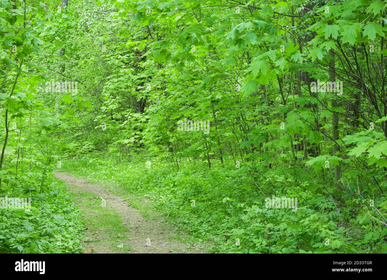Bella foresta d'acero, foglie verde brillante, parco. Foto Stock