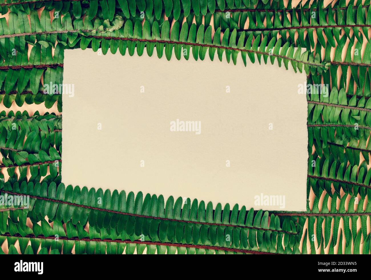 Sfondo naturale Fern con carta vuota e spazio libero per la copia. Foto Stock