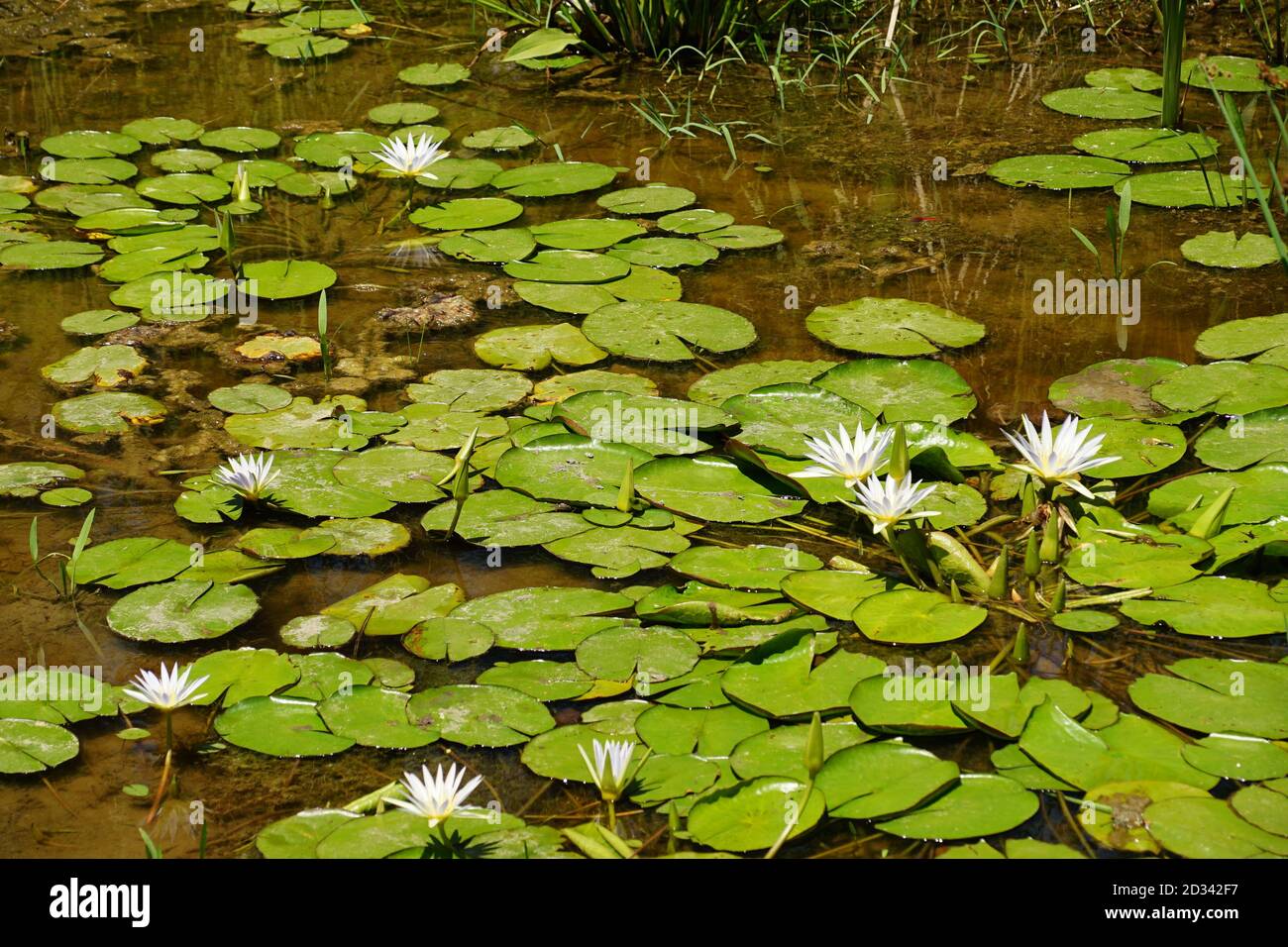 Nymphaea caerulea, conosciuto principalmente come blue lotus (o blu egiziano lotus), ma anche blu acqua giglio (o blu egiziano giglio d'acqua), e blu di sacra lil Foto Stock