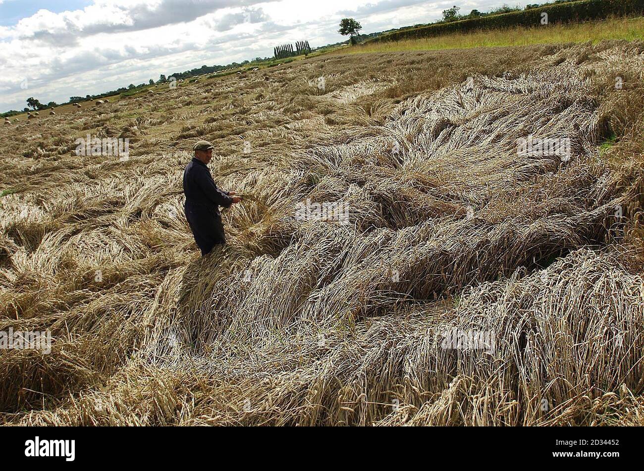 Martoriato, un campo di grano è posato più piatto al suolo dopo un'estate di piogge torrenziali. L'agricoltore John Bramley, che ha 150 ettari di terreno coltivato nei pressi di York, ha normalmente finito il suo raccolto entro questo periodo, ma si trova ad affrontare una strugglla per portare i suoi raccolti quest'anno. Foto Stock