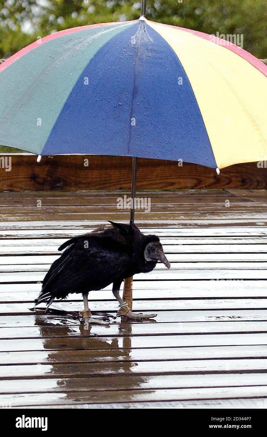 Gollum il tre anni maschio Black avvoltoio ripara da pioggia pesante, durante una mostra al Blairdrummond Bird of Prey Center al Blairdrummond Safari Park, Stirling. Avvoltoi neri habitat naturale è normalmente il clima più soleggiato degli Stati Uniti d'America. Foto Stock