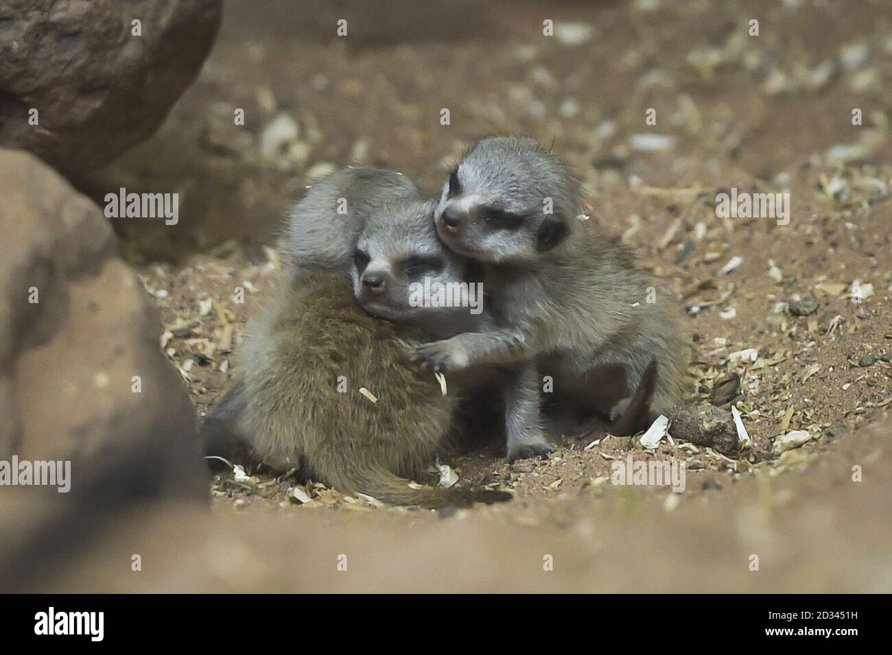 Due settimane di bambino Meerkats, come ancora senza nome huddle insieme all'interno del loro recinto al Bristol Zoo Gardens. Foto Stock