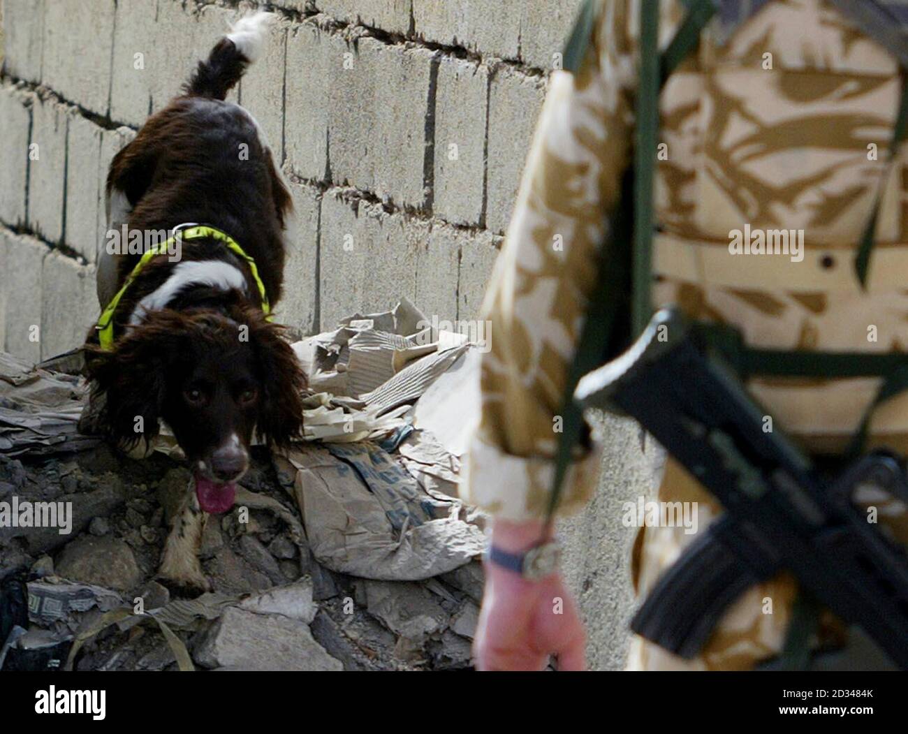 Papavero, un cane da ricerca aiuta il Royal Engineer High Risk Search team di ricerca auto a Basra dopo tre soldati iracheni sono stati uccisi in un attacco di moto bomba in città prima. Il veicolo intrappolato nelle booby esplose vicino agli edifici del vecchio Stato, nel quartiere di al-Hussein, poco prima delle 8:00 ora locale, mentre le truppe eseguivono pattugliamenti. I team britannici di risposta rapida sono stati inviati alla scena e gli esperti di smaltimento delle bombe stanno arrivando a esaminare il dispositivo. Foto Stock