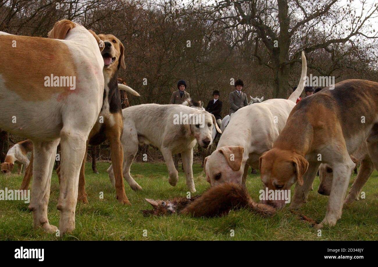 Hounds from the Puckeridge Hunt Pick sopra la carcassa della volpe, sparata dai custodi del gioco fuori Brent Pelham. Le cacciate da tutto il paese si sono riunite per segnare il primo grande raduno da quando il divieto di caccia con i cani è diventato legge. Foto Stock