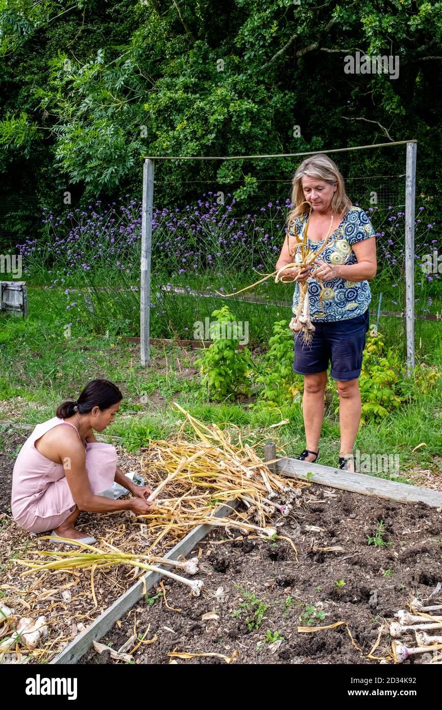 Due donne che lavorano su un'assegnazione, Sussex, UK. Foto Stock