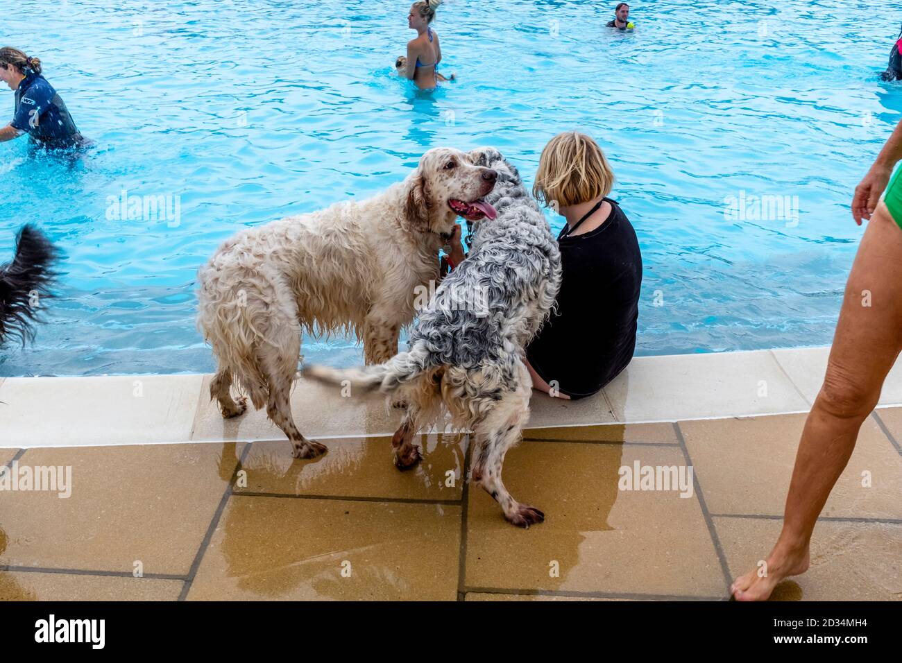 I proprietari di cani prendono i loro cani per una ‘dnuotata gorga’ al Lido di Saltdean. Questo evento si svolge ogni anno, solo dopo che la stagione è terminata. Saltdean, Regno Unito Foto Stock