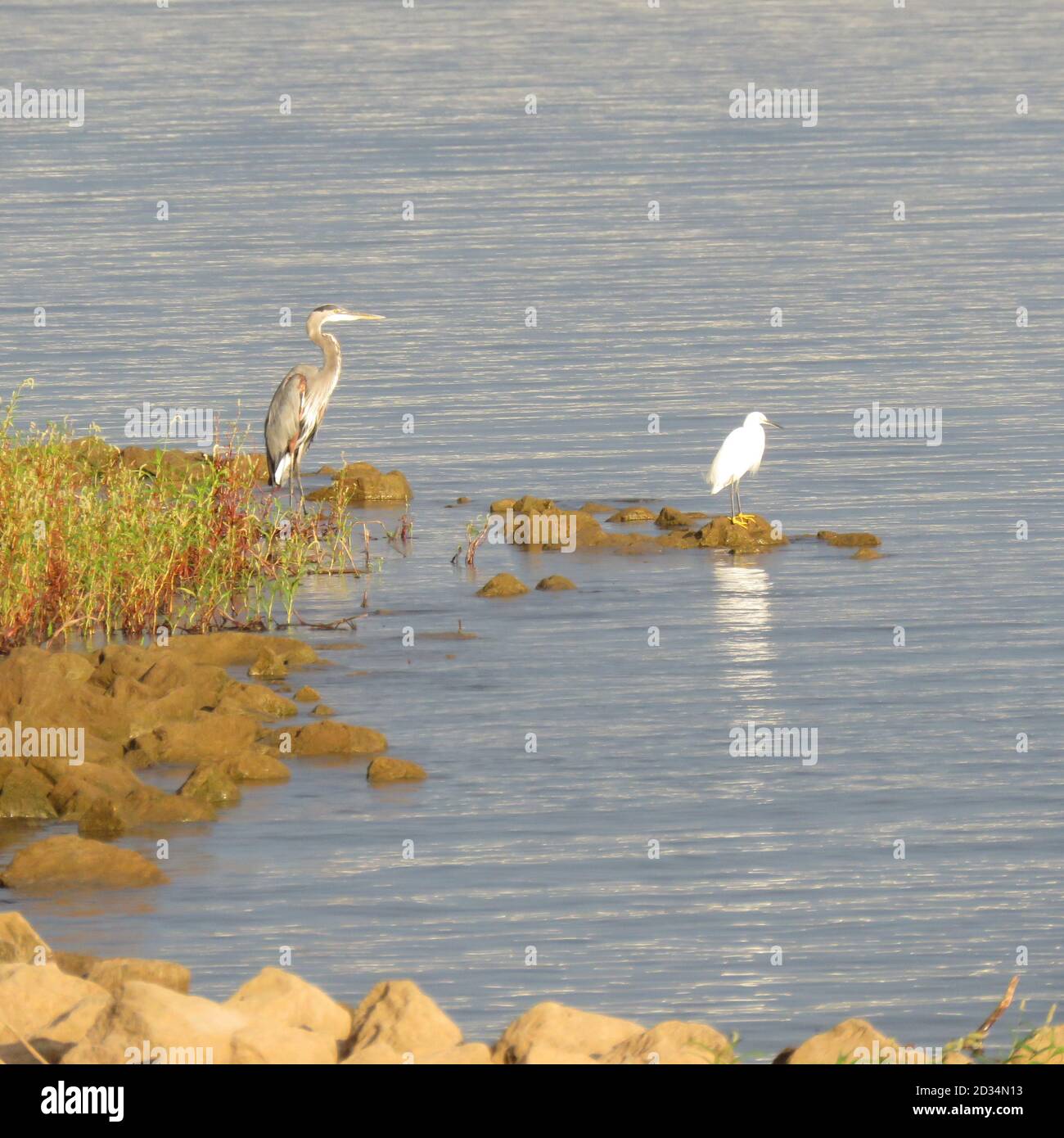 Feathered Fishing Buddy che lavora per la colazione nell'ora d'oro Foto Stock