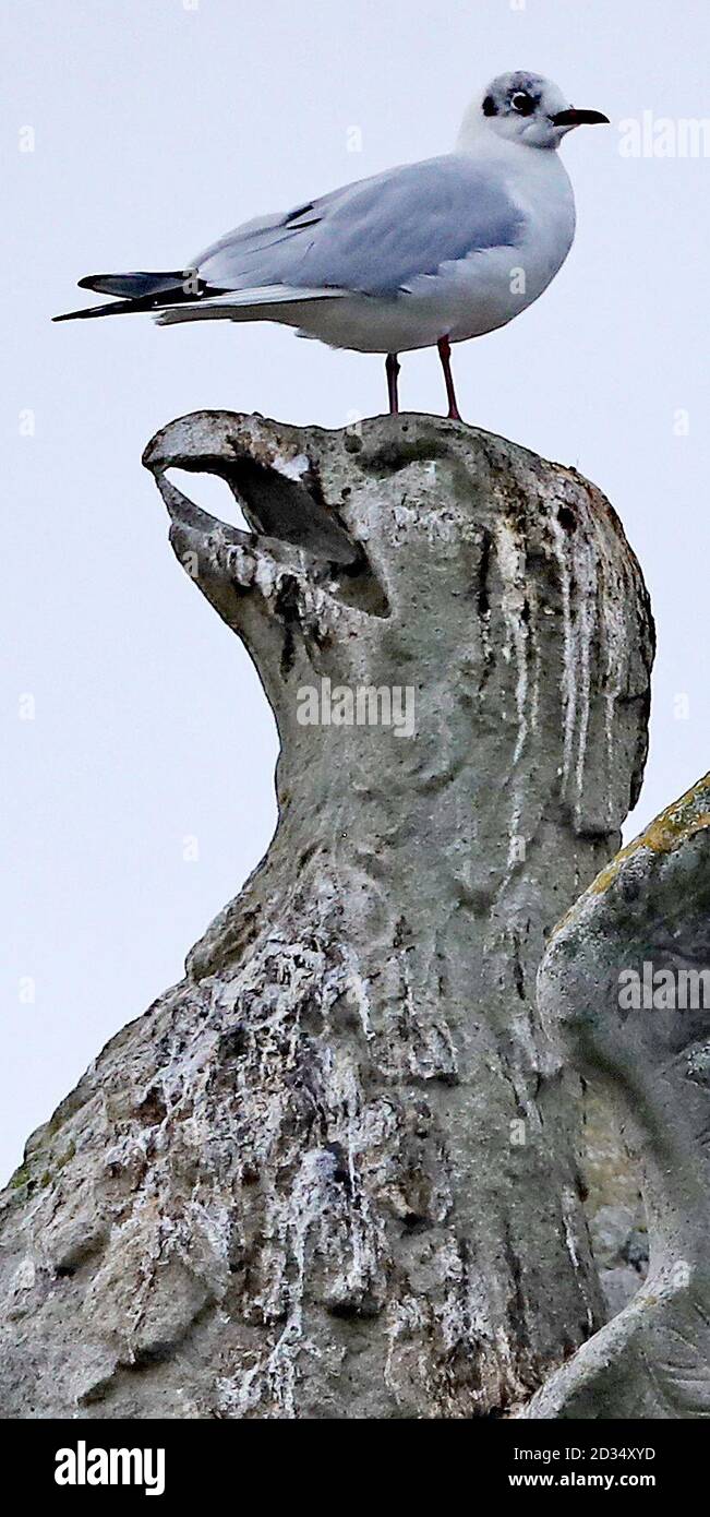 Un Gabbiano si trova sulla cima di una scultura sporche di Phoenix su un monumento risalente al 1747 a Dublino di Phoenix Park. Foto Stock