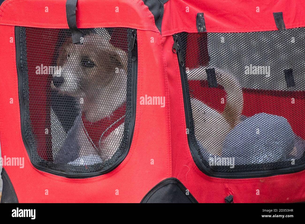 Una 15-week-vecchio Jack Russell-cross cucciolo adottato dal Primo Ministro Boris Johnson e il suo partner Carrie Symonds arriva a Downing Street, Londra. Foto Stock