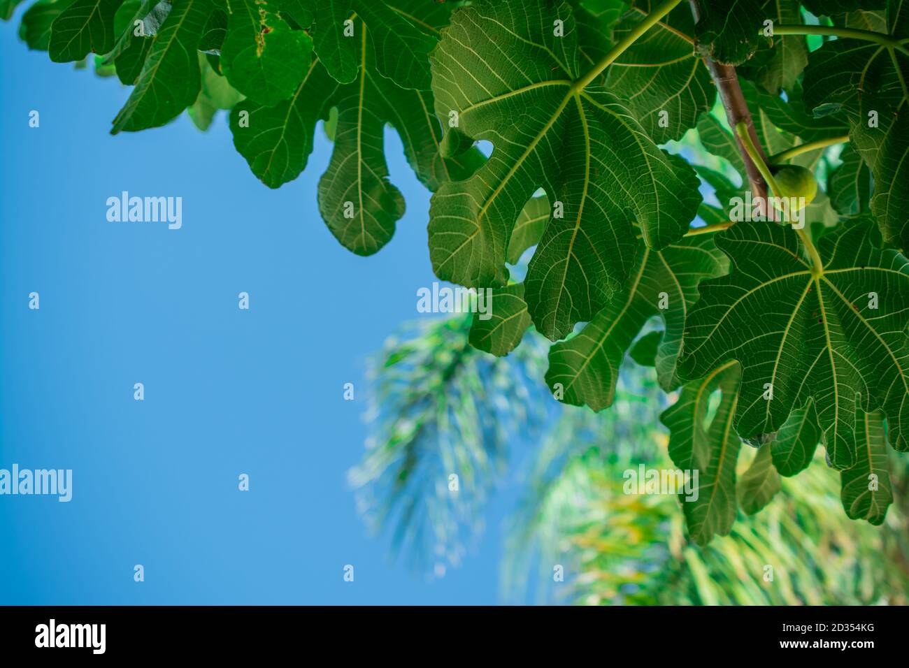 fichi che crescono in giardino Foto Stock