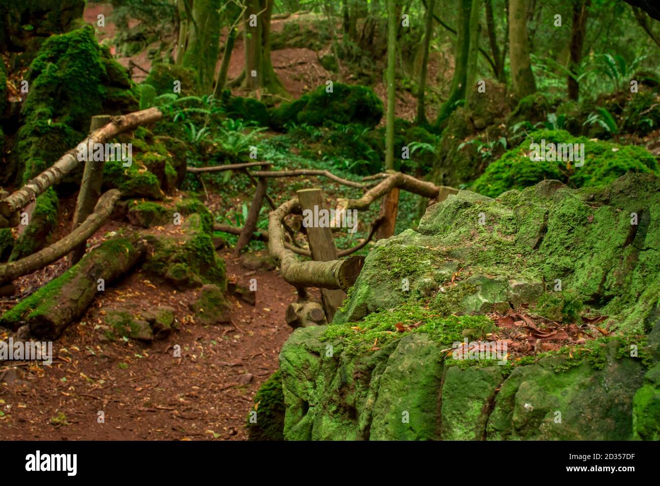 Foresta magica in Inghilterra Foto Stock