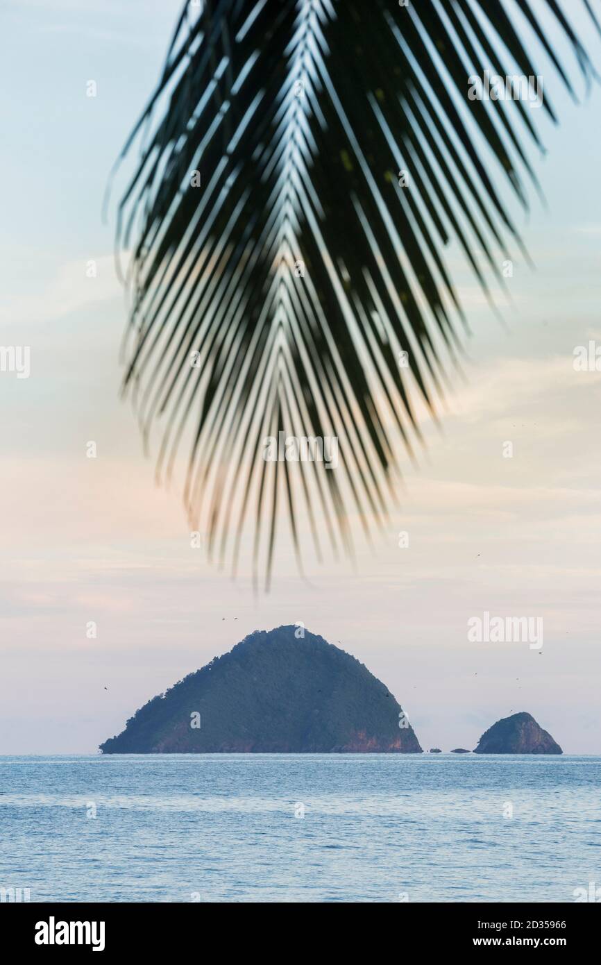 Foglia di PAM nelle isole Perhentian. Malesia. Foto Stock