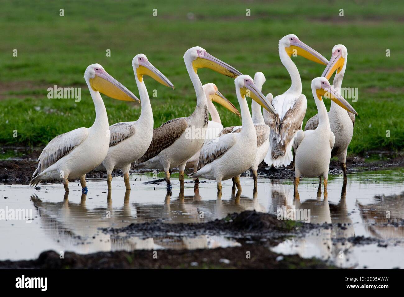 Great White Pelican (Pelecanus onocrotalus) gregge nell'acqua, hulla valley, Israele Foto Stock