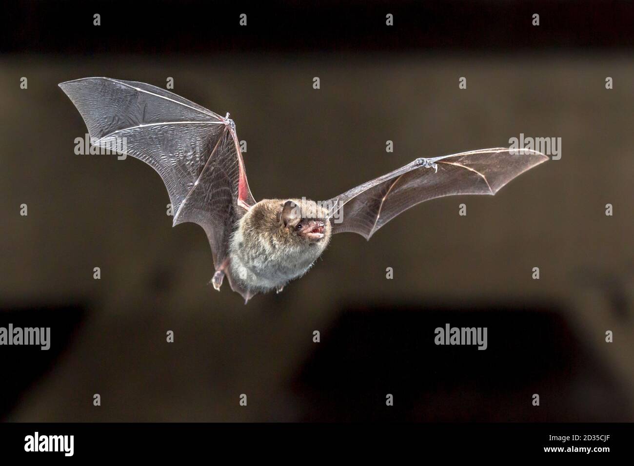 Daubentons bat (Myotis daubentonii) che vola sulla soffitta di casa Foto Stock