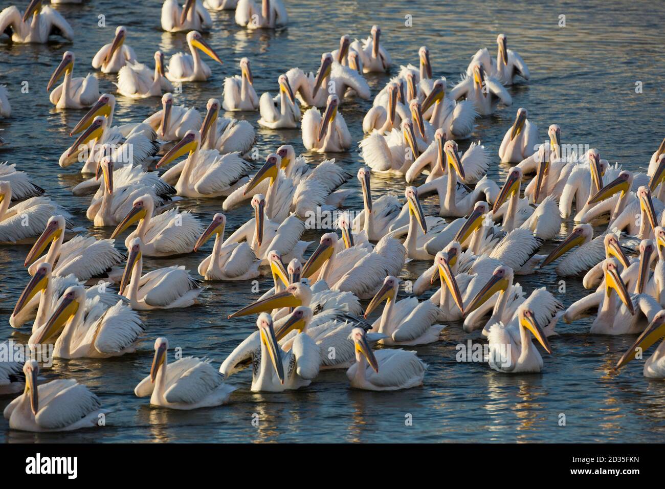 Great White Pelican (Pelecanus onocrotalus) gregge nell'acqua, hulla valley, Israele Foto Stock